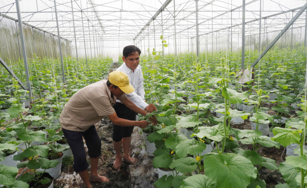 M&ocirc; h&igrave;nh trồng dưa lưới trong nh&agrave; m&agrave;ng gi&uacute;p &ocirc;ng Ng&ocirc; Văn Bảy (ấp K&ecirc;nh Giữa, x&atilde; Nhơn Ninh, huyện T&acirc;n Thạnh) c&oacute; thu nhập hơn 1 tỉ đồng/năm. Ảnh: B&ugrave;i T&ugrave;ng&nbsp;