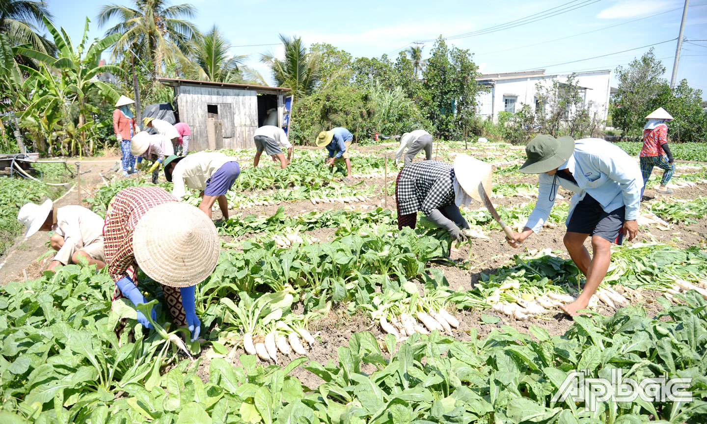 Nông dân xã Long Bình, huyện Gò Công Tây thu hoạch củ cải trắng, nhưng bán với giá rất thấp. Ảnh: T. ĐẠT