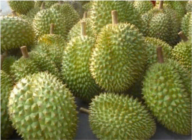 Sầu riêng đã trở thành một trong những sản phẩm chiến lược trong cơ cấu xuất khẩu nông sản của Việt Nam. Ảnh minh họa: XT.