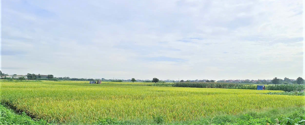 Hà Nội có nhiều đặc điểm nổi bật của nền nông nghiệp đô thị. 