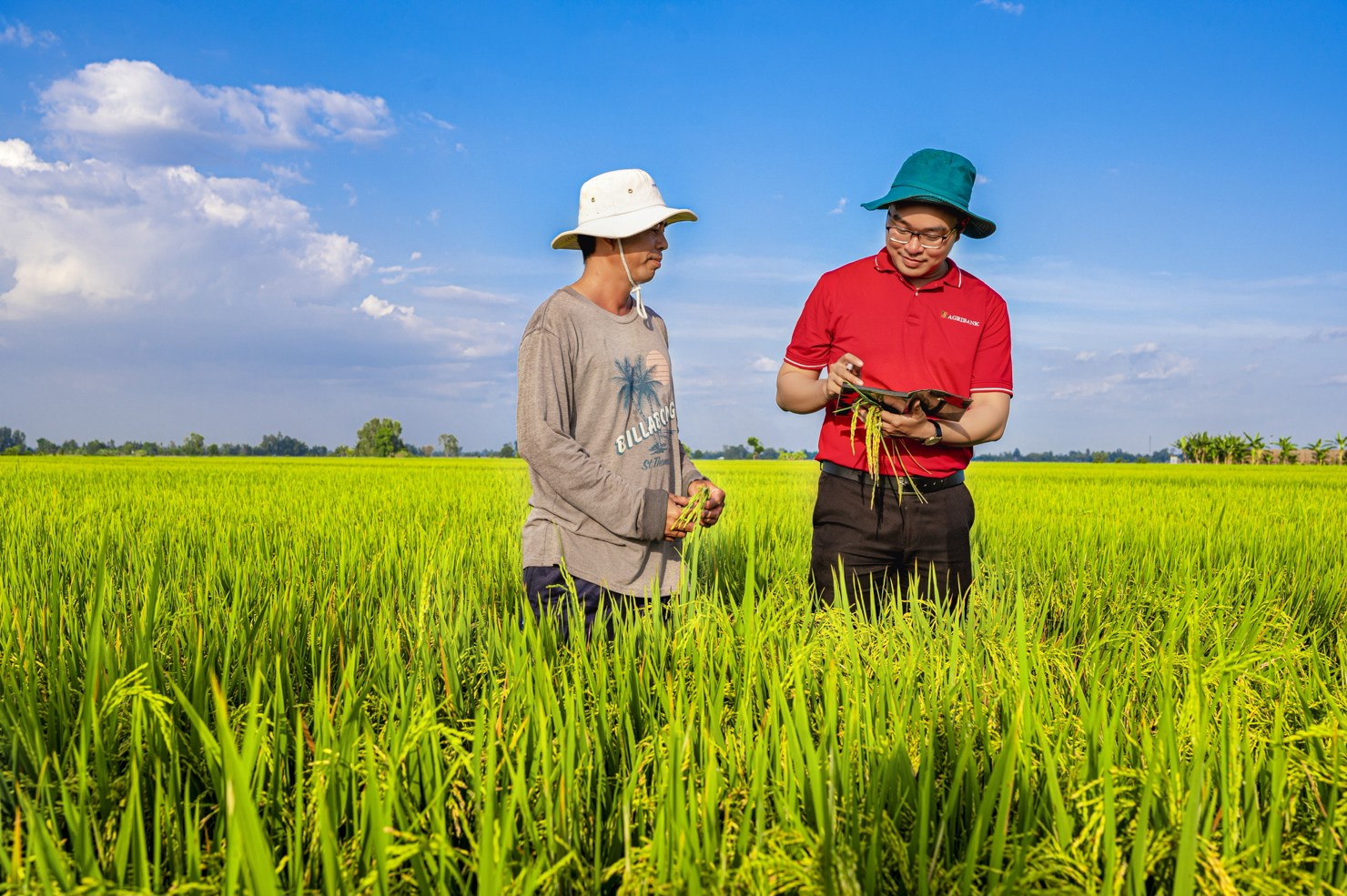 Agribank c&ograve;n l&agrave; ng&acirc;n h&agrave;ng ti&ecirc;n phong cấp t&iacute;n dụng cho Đề &aacute;n "1 triệu ha l&uacute;a chất lượng cao, ph&aacute;t thải thấp" tại Đồng bằng s&ocirc;ng Cửu Long.