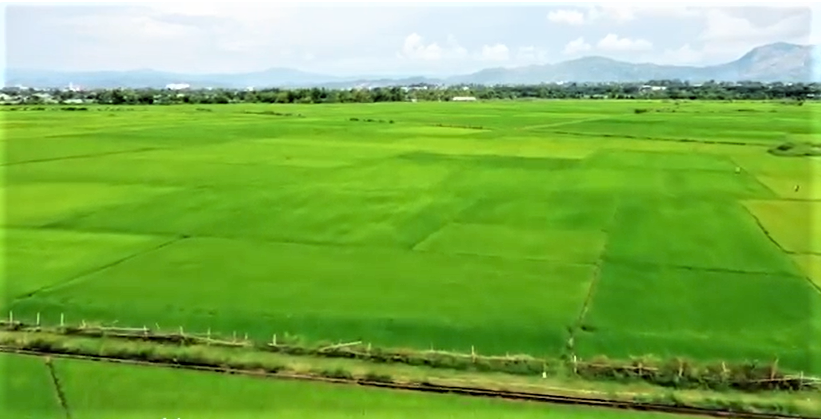 Phát triển sản xuất lúa theo hướng hữu cơ