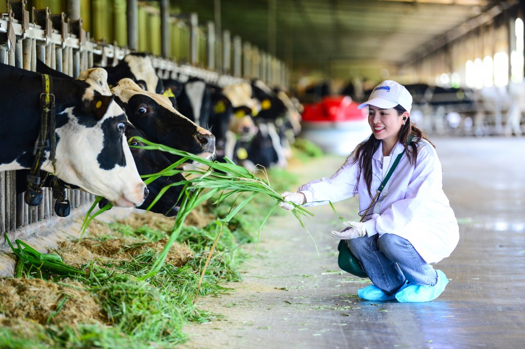 Vinamilk l&agrave; một trong những doanh nghiệp chủ động ph&aacute;t triển đ&agrave;n b&ograve; sữa