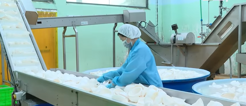 Vĩnh Long khai th&aacute;c lợi thế tiềm năng từ dừa