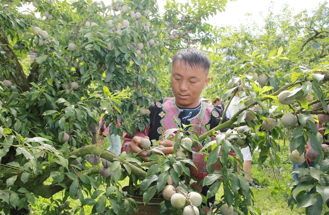 C&acirc;y mận hậu gi&uacute;p người d&acirc;n Sơn La x&oacute;a ngh&egrave;o bền vững