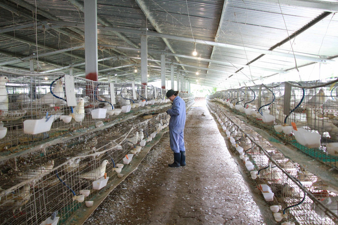 M&ocirc; h&igrave;nh trang trại bồ c&acirc;u Ph&aacute;p đạt ti&ecirc;u chuẩn OCOP 4 sao ở thị x&atilde; Ninh H&ograve;a