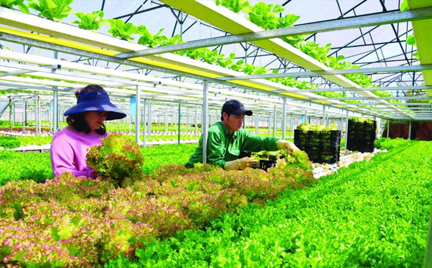 Sản xuất nông nghiệp ứng dụng công nghệ cao ở Đà Lạt, tỉnh Lâm Đồng.