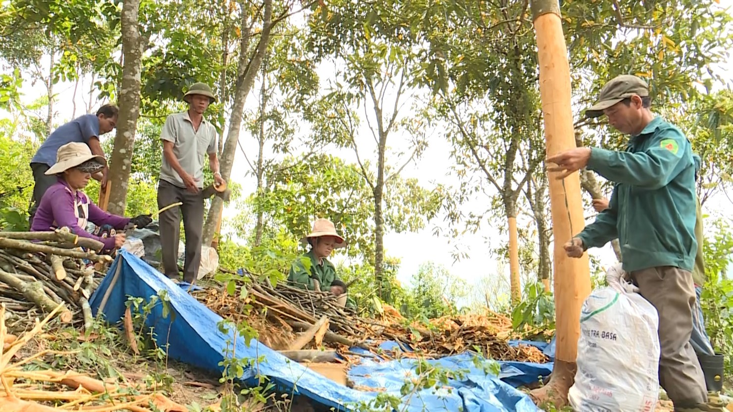 M&ocirc; h&igrave;nh chuỗi li&ecirc;n kết trồng quế ở x&atilde; Tr&agrave; Gi&aacute;p, huyện Bắc Tr&agrave; My