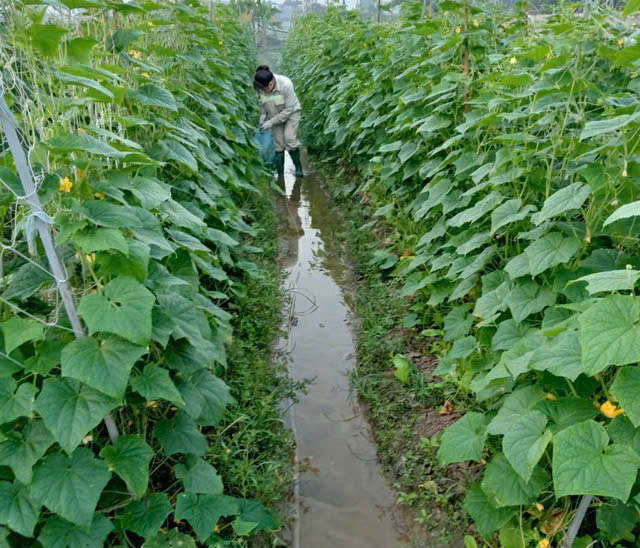 Thay v&igrave; đầu tư d&agrave;n trải, nhiều địa phương đ&atilde; chủ động tăng tỷ trọng c&aacute;c loại c&acirc;y trồng c&oacute; gi&aacute; trị kinh tế cao