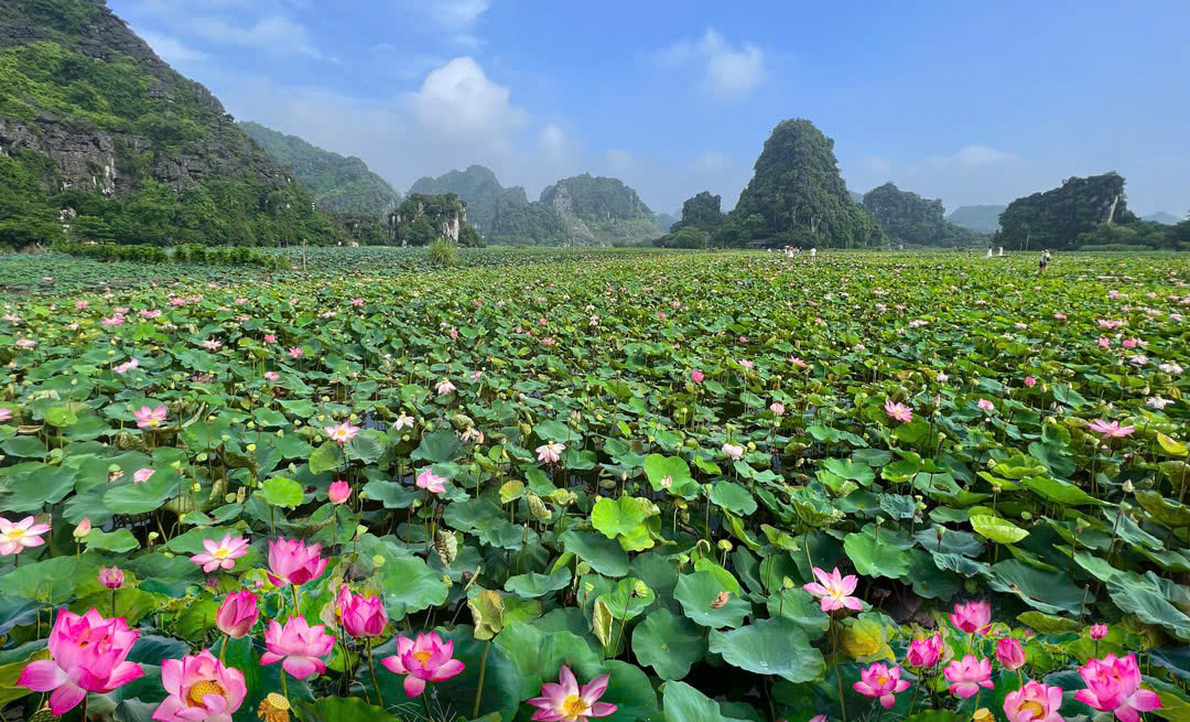 M&ocirc; h&igrave;nh sen - c&aacute; kh&ocirc;ng chỉ cho thu nhập gấp 3-4 lần m&agrave; c&ograve;n thu h&uacute;t kh&aacute;ch du lịch, tạo th&ecirc;m việc l&agrave;m cho lao động địa phương