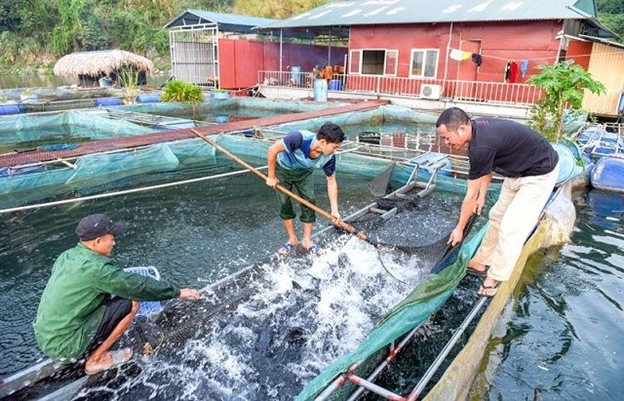 HTX Sản xuất - Kinh doanh c&aacute; đặc sản Th&aacute;i H&ograve;a tạo thu nhập trung b&igrave;nh đạt 200-300 triệu đồng/năm cho c&aacute;c th&agrave;nh vi&ecirc;n.