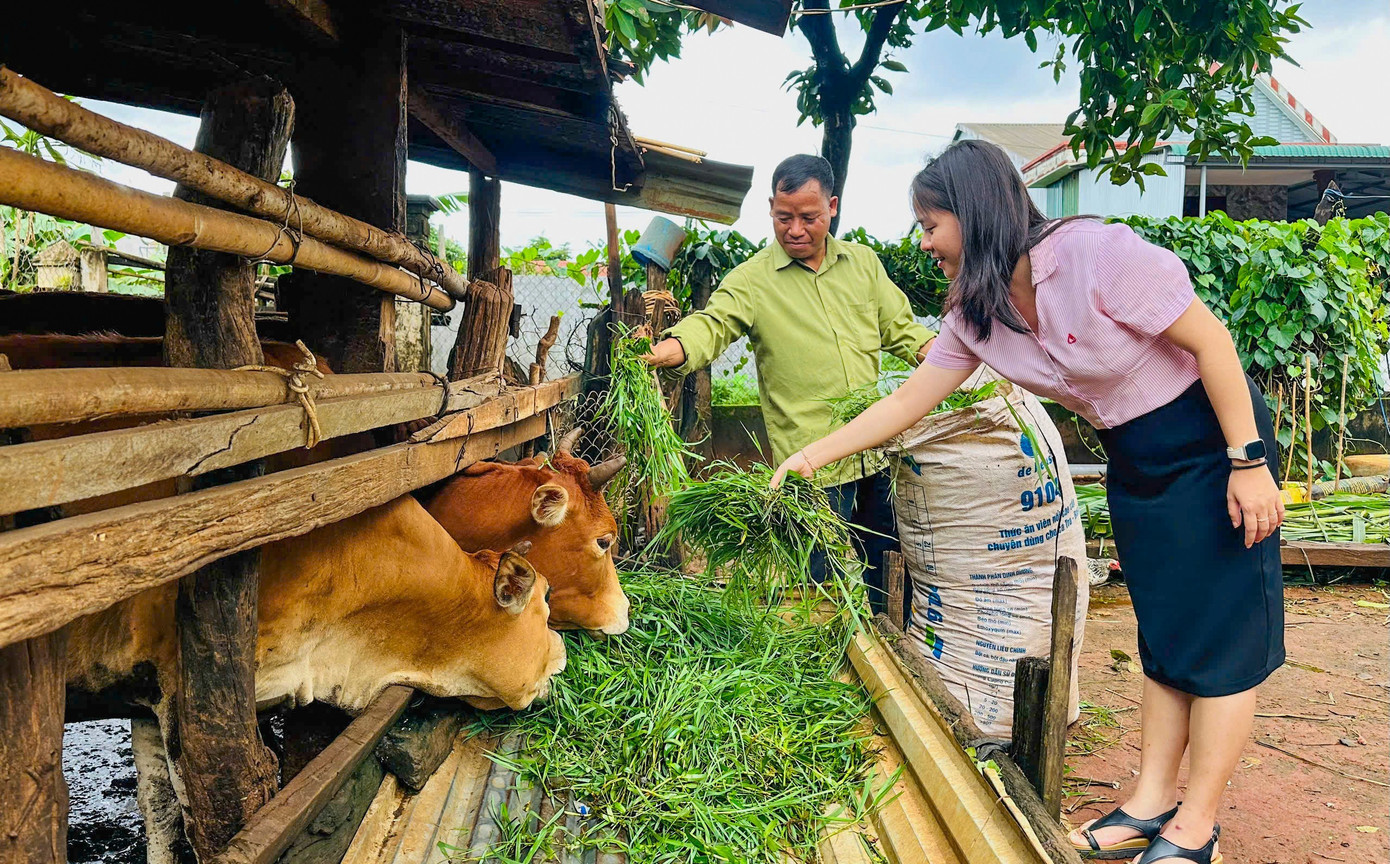 M&ocirc; h&igrave;nh chăn nu&ocirc;i b&ograve; kết hợp với trồng trọt, đem lại thu nhập cao cho người d&acirc;n Gia Lai.