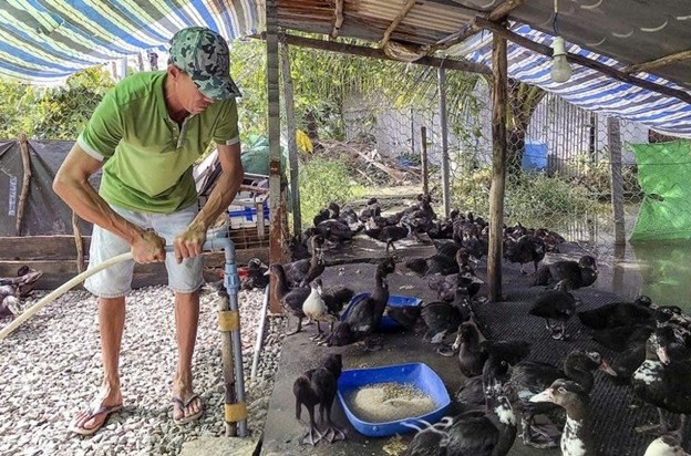 Gia đ&igrave;nh &ocirc;ng Nguyễn Quốc Vũ, ấp T&acirc;n Ho&agrave;, x&atilde; Lương Thế Tr&acirc;n&nbsp;th&agrave;nh c&ocirc;ng với m&ocirc; h&igrave;nh nu&ocirc;i vịt xi&ecirc;m thương phẩm.