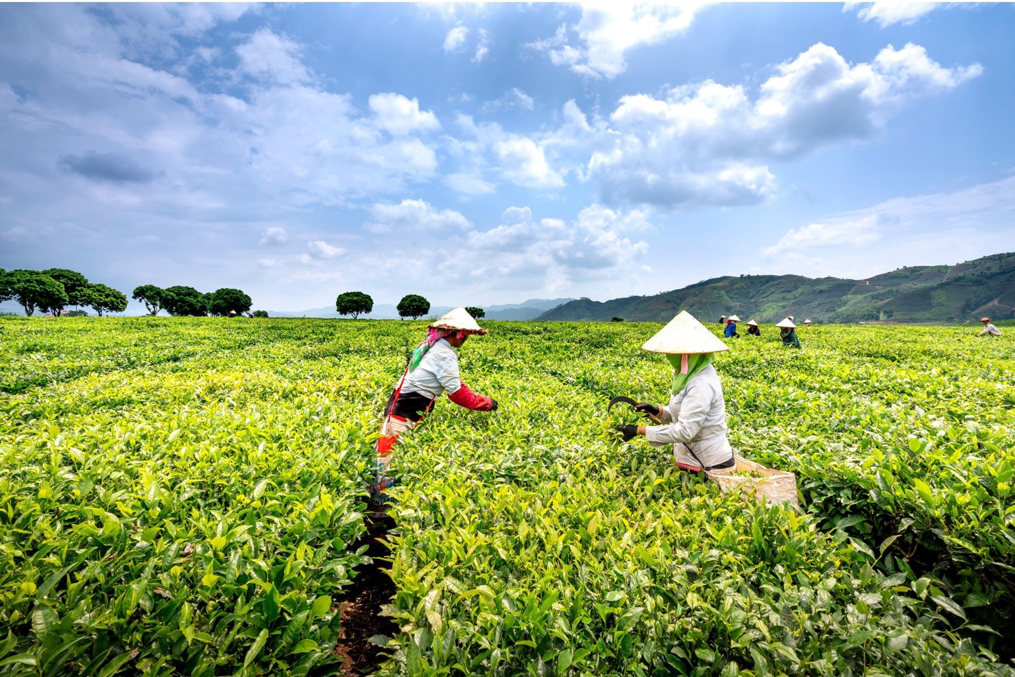 Chương tr&igrave;nh MTQG ph&aacute;t triển kinh tế - x&atilde; hội v&ugrave;ng đồng b&agrave;o DTTS&amp;MN hướng đến h&agrave;i h&ograve;a mục ti&ecirc;u giảm ngh&egrave;o bền vững với bảo tồn thi&ecirc;n nhi&ecirc;n