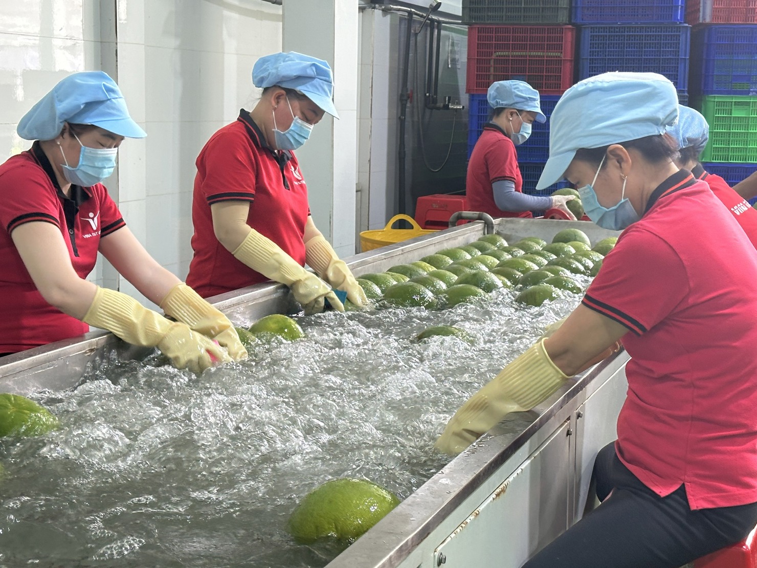 Xử l&yacute; bưởi xuất khẩu sang thị trường Mỹ. Ảnh: T.H