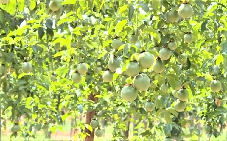 Cả nước hiện có hơn 12.000 ha trồng chanh leo