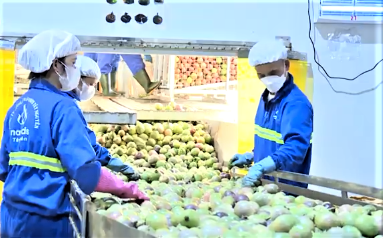 Trong 5 năm, kim ngạch xuất khẩu chanh leo của Việt Nam tăng 300%.