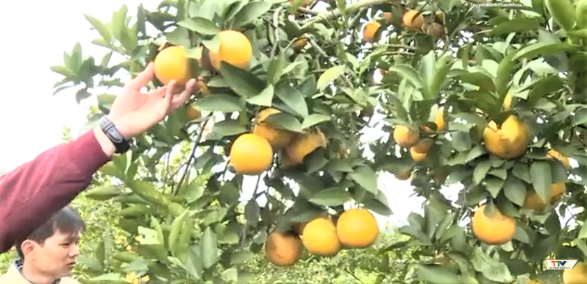 Thanh Hóa chuyển mình từ sản xuất truyền thống đến nông nghiệp xanh