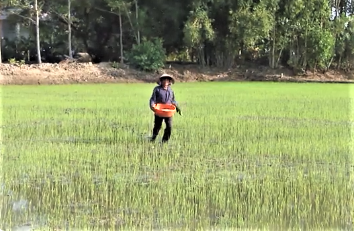 Việt Nam hiện có khoảng 3,9 triệu ha đất trồng lúa.