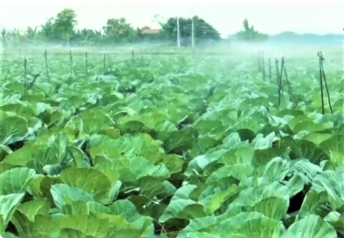 Thanh Hóa tiên phong trong ứng dụng công nghệ cao và trí tuệ nhân tạo (AI) vào sản xuất nông nghiệp.