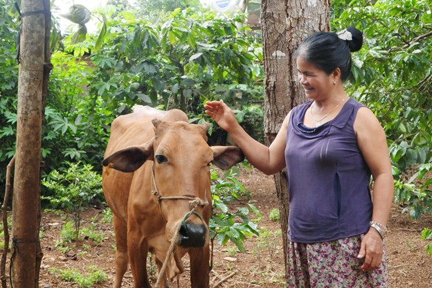 B&agrave; Ami Houh, ở x&atilde; Kr&ocirc;ng Năng, Đắk Lắk chăm s&oacute;c con b&ograve; c&aacute;i được ch&iacute;nh quyền địa phương hỗ trợ nhằm gi&uacute;p gia đ&igrave;nh b&agrave; cải thiện cuộc sống, từng bước tho&aacute;t ngh&egrave;o bền vững.