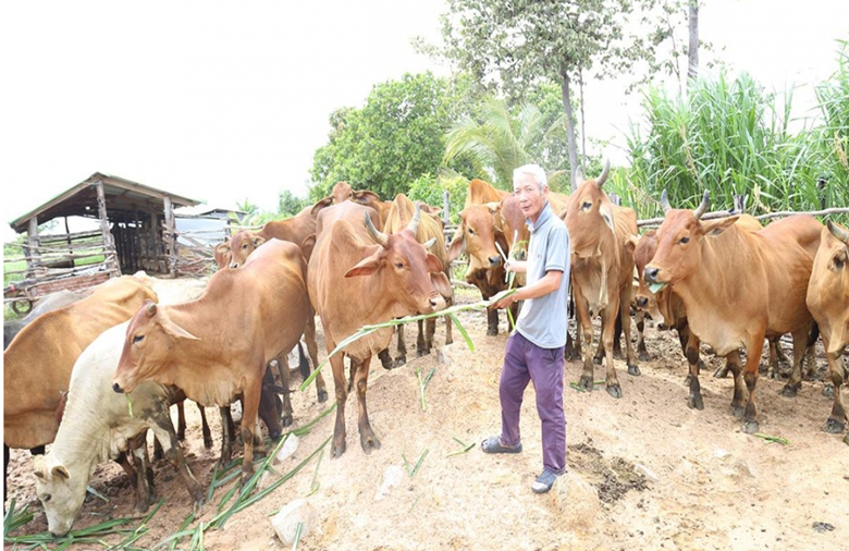 Đ&agrave;n b&ograve; của &ocirc;ng Nguyễn Văn Tuấn (th&ocirc;n Thạnh Ph&uacute;, x&atilde; Ia Lốp) được g&acirc;y dựng từ nguồn vốn t&iacute;n dụng ưu đ&atilde;i.&nbsp;