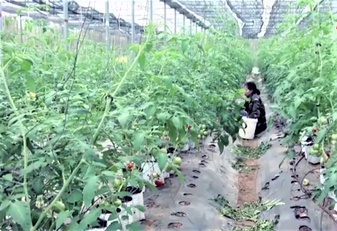 L&agrave;o Cai hướng tới mục ti&ecirc;u ph&aacute;t triển n&ocirc;ng nghiệp xanh, bền vững.