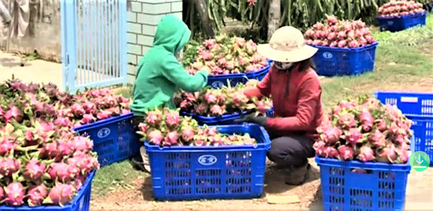 Thanh Long một trong những mặt h&agrave;ng n&ocirc;ng sản đ&oacute;ng g&oacute;p t&iacute;ch cực v&agrave;o tăng trưởng xuất khẩu.