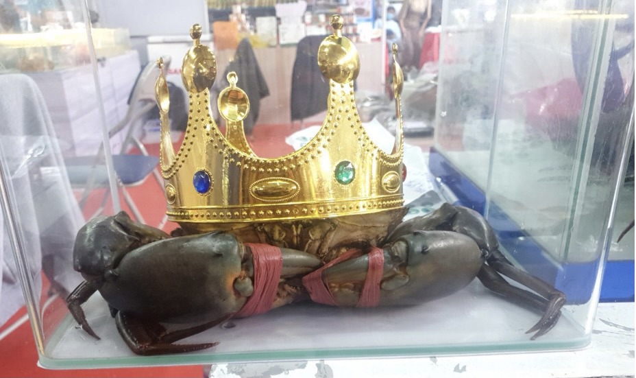 Kỳ vọng lần n&agrave;y cua nặng 1,45kg tại kỳ thi năm trước của tỉnh C&agrave; Mau sẽ bị ph&aacute; kỷ lục. Ảnh: Ban tổ chức