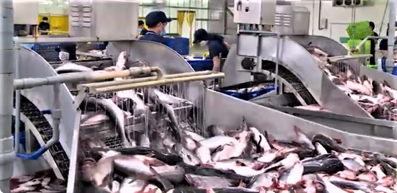 Chế biến s&acirc;u một trong những giải ph&aacute;p tăng trưởng của xuất khẩu.