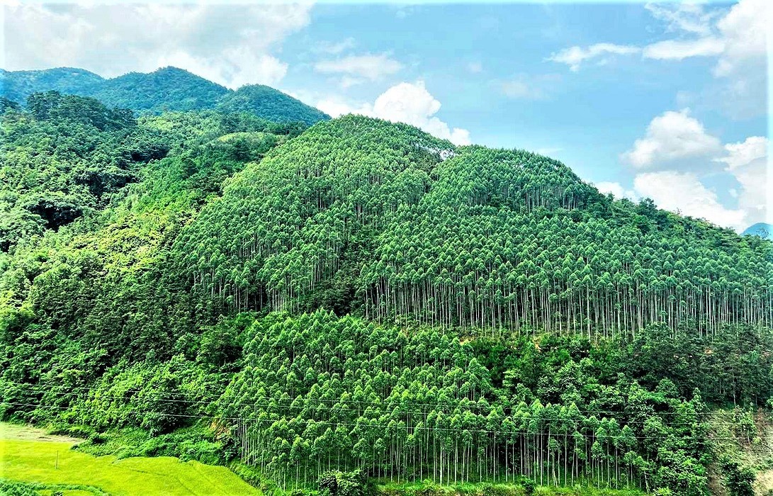 Việt Nam sở hữu nguồn t&agrave;i nguy&ecirc;n rừng phong ph&uacute;, mở ra cơ hội lớn để ph&aacute;t triển thị trường t&iacute;n chỉ carbon