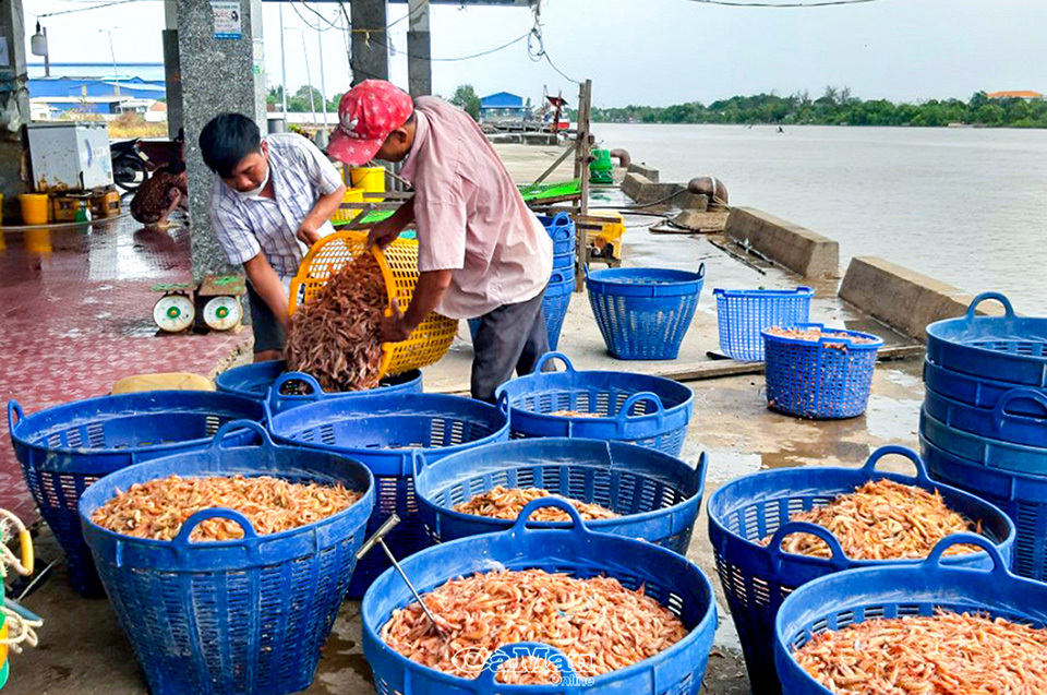 Doanh nghiệp vừa và nhỏ được khích lệ duy trì hoạt động thu mua hải sản tại Cảng cá Rạch Gốc, huyện Ngọc Hiển.