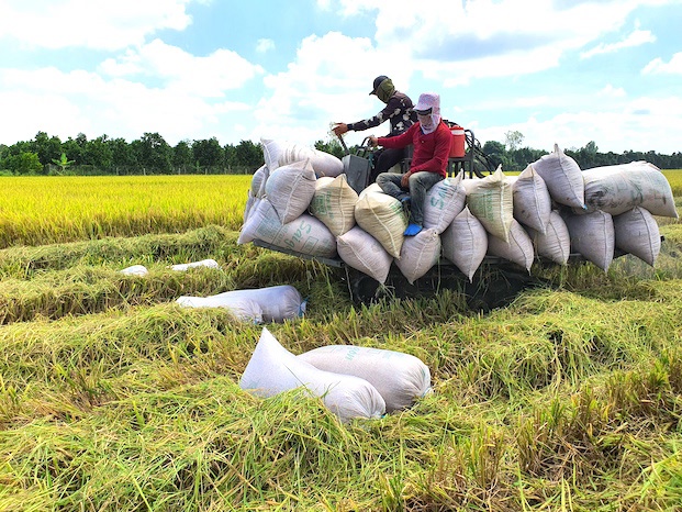 Giá gạo 5% tấm của Việt Nam đã vượt Thái Lan. Trong ảnh là nông dân ĐBSCL thu hoạch lúa. Ảnh: Trung Chánh