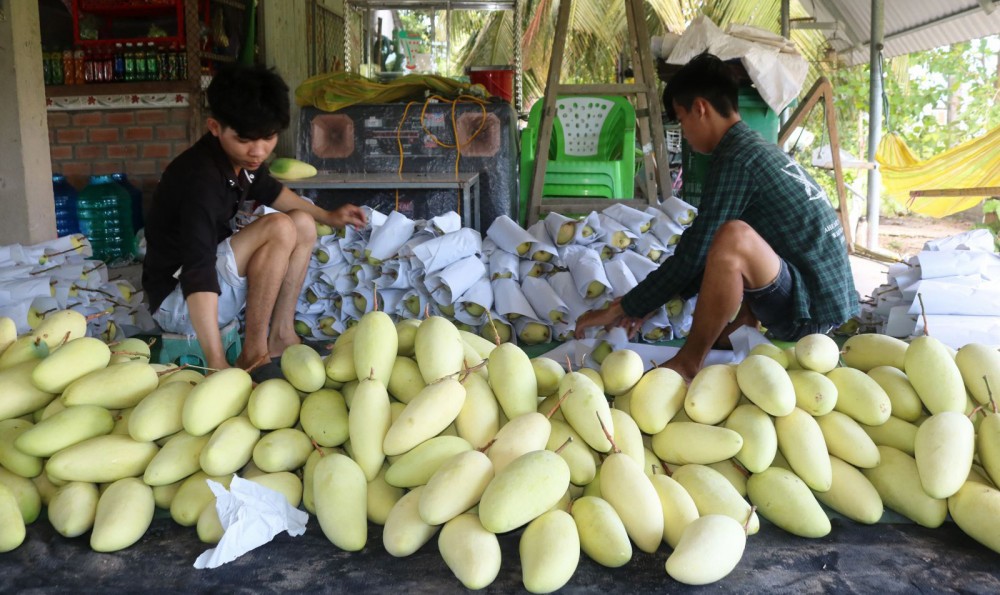 Thu mua trái xoài tại một vựa trái cây ở huyện Cờ Đỏ, TP. Cần Thơ. Ảnh: Khánh Trung
