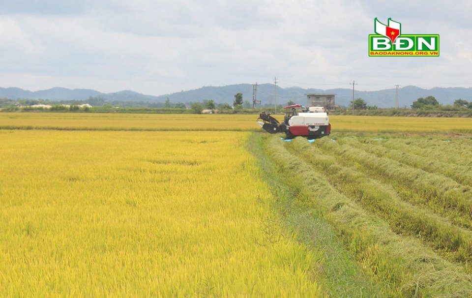 Hội Nông dân tỉnh hỗ trợ Krông Nô xây dựng cánh đồng lúa VietGAP tại xã Buôn Choáh