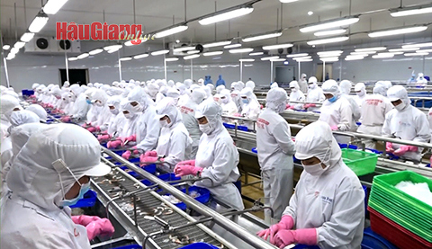 Sản xuất tại Công ty Cổ phần Thủy sản Minh Phú Hậu Giang. Ảnh: Nguyên Toàn