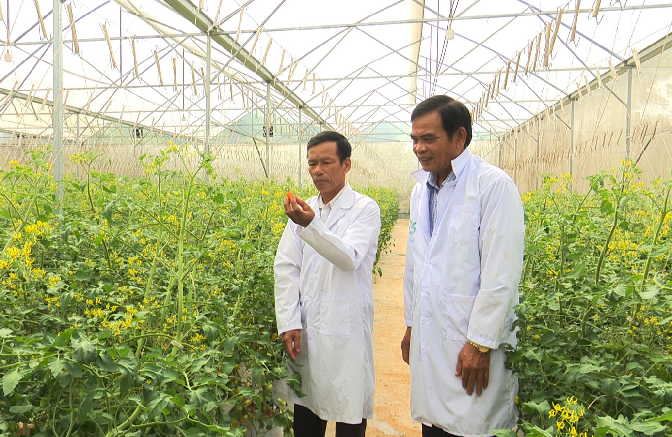 Mô hình trồng cà chua Nova trong nhà kính của cựu chiến binh Trịnh Văn Mẫn. Ảnh: Thế Hùng