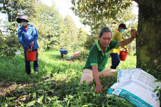 Nông dân Hợp tác xã Sầu riêng Phú Hựu ưu tiên sử dụng phân bón hữu cơ trong quá trình canh tác. Ảnh: Khánh Phan