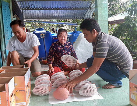 Thành viên HTX xoài cát hồng Vĩnh Trung đưa sản phẩm vào thùng đóng gói để chuẩn bị ra mắt Hội đồng OCOP cấp tỉnh. Ảnh: Hữu Phước