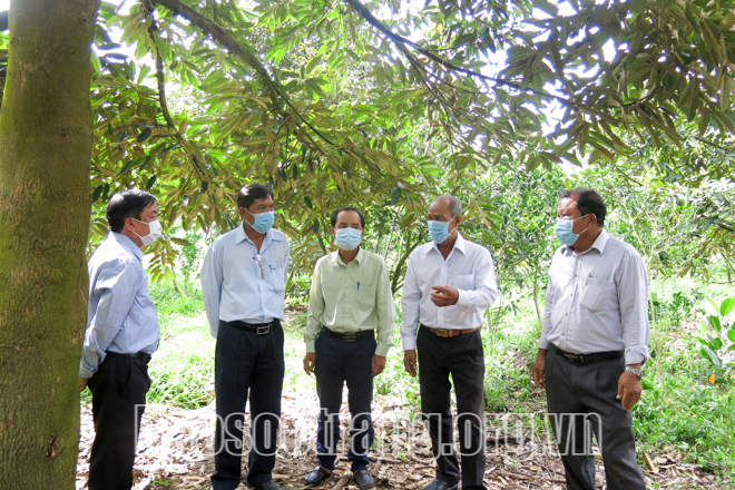 Chuyển đổi cây trồng kinh tế thấp sang cây sầu riêng là hướng đi mới của nhiều nhà vườn tại xã Ba Trinh (Kế Sách). Ảnh: Thúy Liễu