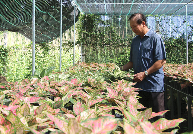 HTX Dịch vụ hoa kiểng Tân Dương, huyện Lai Vung luôn chú trọng nâng cao chất lượng sản phẩm hoa, kiểng nhằm đáp ứng nhu cầu thị trường. Ảnh: Nhật Khánh