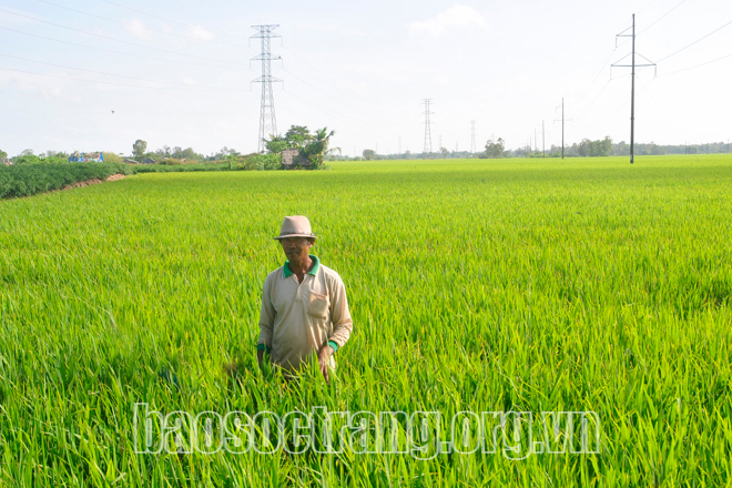 Lúa Hè – Thu của tỉnh sắp vào vụ thu hoạch, rất cần có phương án, giải pháp tiêu thụ tốt để tạo sự an tâm cho nông dân. Ảnh minh họa: Tích Chu
