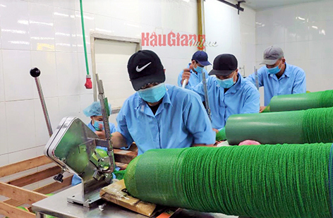 Hợp tác xã Trái cây sinh học OCOP, thị trấn Ngã Sáu, huyện Châu Thành, đóng bao bì cho bưởi da xanh để xuất khẩu. Ảnh: T.Trúc
