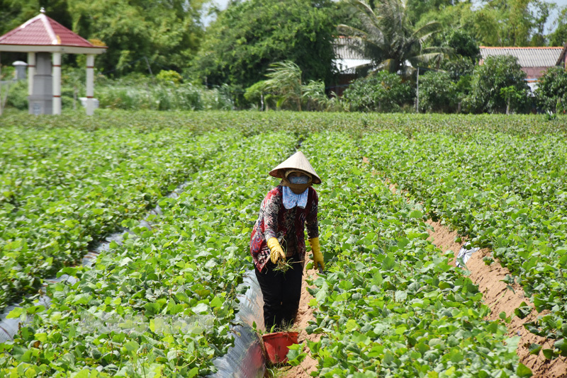 Nông dân trồng sắn tại xã Thạnh Hải, huyện Thạnh Phú. Ảnh: Cẩm Trúc