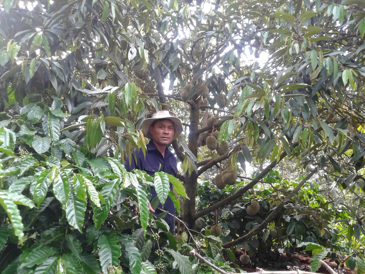 Một mô hình sầu riêng trồng xen trong vườn cà phê mang lại hiệu quả kinh tế cao tại xã Ea Tu, TP. Buôn Ma Thuột. Ảnh: Cẩm Lai