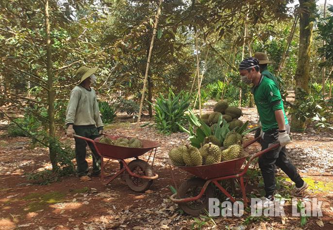 Nông dân huyện Krông Pắc thu hoạch sầu riêng. Ảnh: Minh Thuận