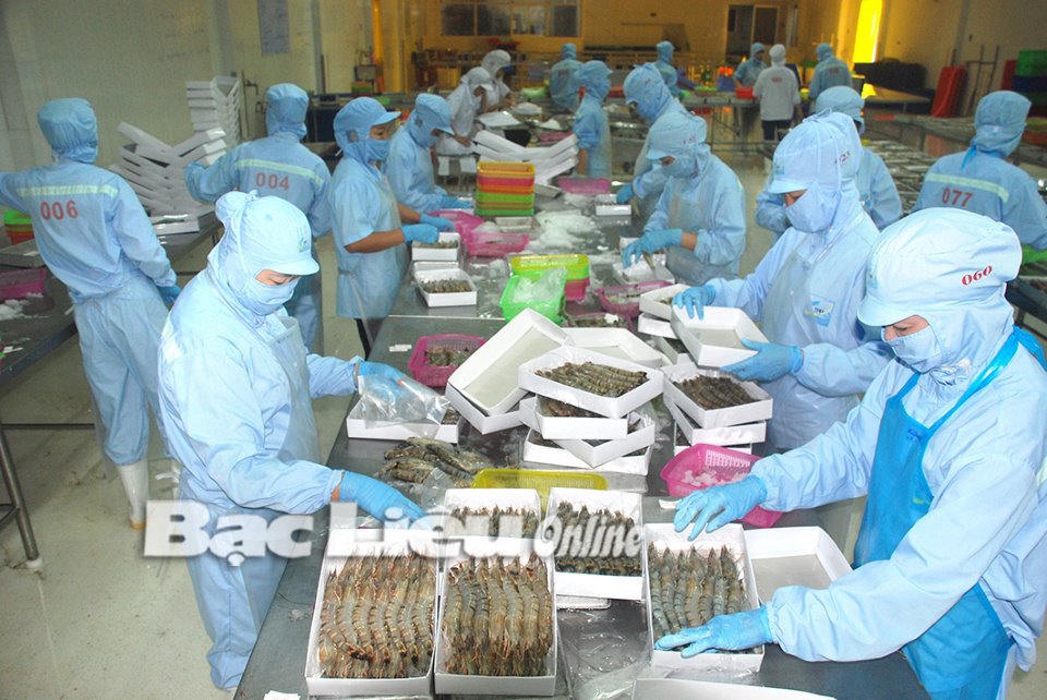 Duy trì sản xuất tôm xuất khẩu tại Công ty Tân Phong Phú, tỉnh Bạc Liêu. Ảnh: L.D