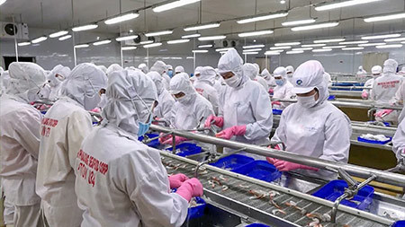 Công ty Cổ phần thủy sản Minh Phú Hậu Giang sản xuất trong điều kiện vừa phòng chống dịch Covid-19 và thực hiện “3 tại chỗ”. Ảnh: Ngọc Hưởng