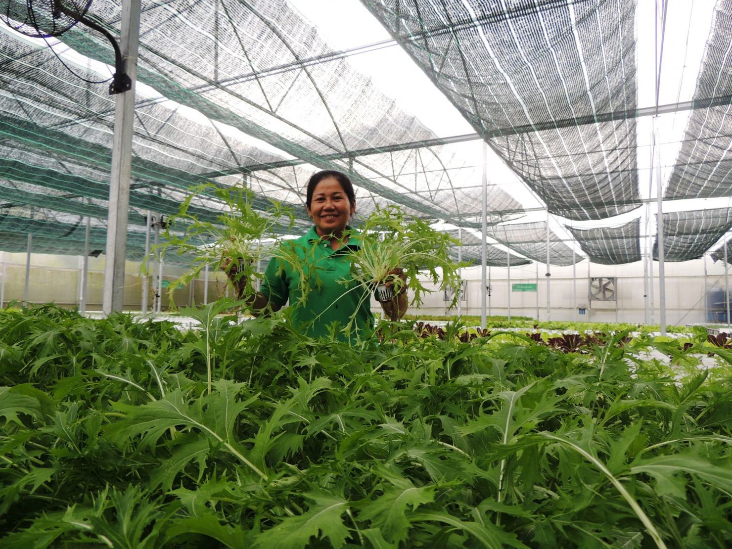 Mô hình trồng rau thủy canh áp dụng công nghệ điện toán đám mây để quản lý nhiệt độ, độ ẩm, ánh sáng tại Công ty TNHH Đầu tư và Phát triển Minh Hòa. Ảnh: MT