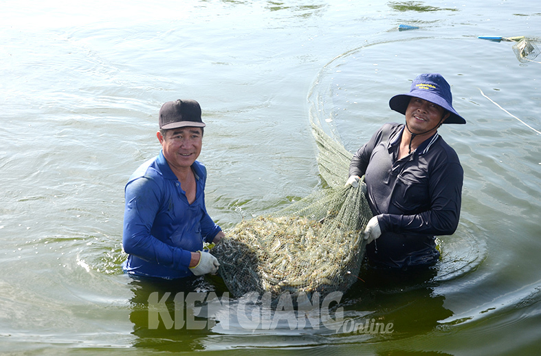 Nông dân xã Thổ Sơn, huyện Hòn Đất (Kiên Giang) thu hoạch tôm thẻ chân trắng. Ảnh: Thùy Trang